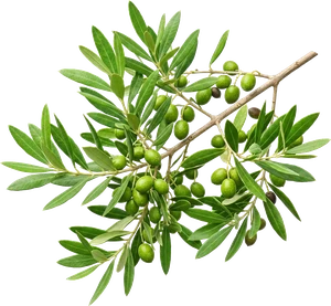 branch-olive-spray