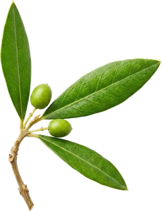 branch-olive