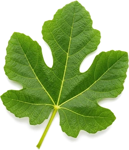 leaf-fig