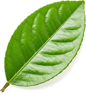leaf-lemon