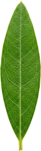leaf-olive