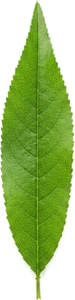 leaf-peach