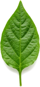 leaf-pepper