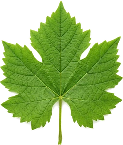 leaf-vine