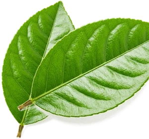 leaves-lemon