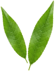 leaves-peach