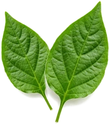 leaves-pepper