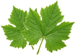 leaves-vine