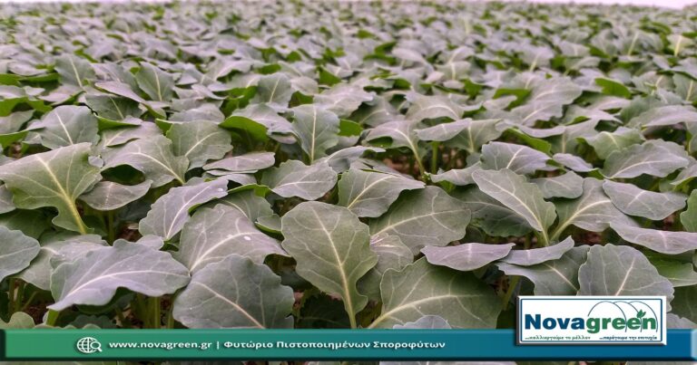 Σπορόφυτα Μπρόκολο σε 224 Θέσεων | 41 Ημερών (05 Ιαν 2019)