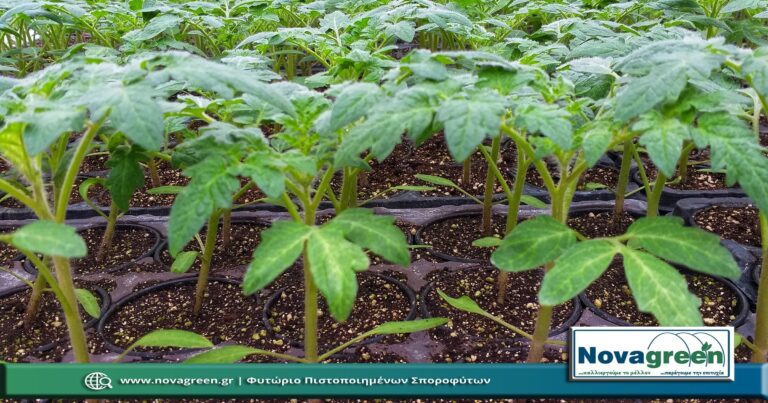 Σπορόφυτα Τομάτα Θερμοκηπίου σε Γλαστράκι Φ9 | 51 Ημερών (26 Ιαν 2019)