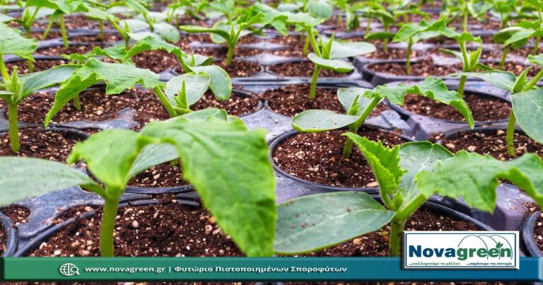 Σπορόφυτα Αγγούρι Μακρύ σε Γλαστράκι Φ9 | 29 Ημερών (28 Ιαν 2019)