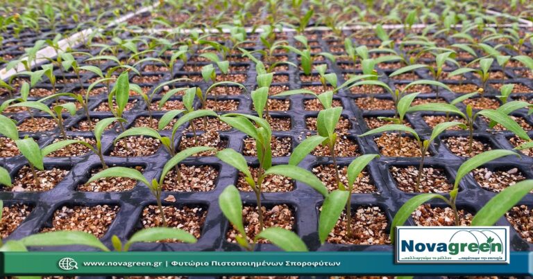 Κολοκυνθοειδή