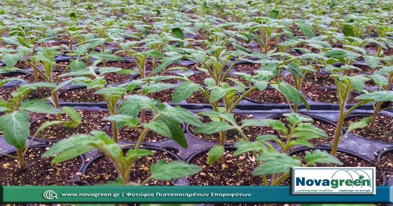 Σπορόφυτα Τομάτα Θερμοκηπίου σε Γλαστράκι Φ9 | 36 Ημερών (30 Ιαν 2019)