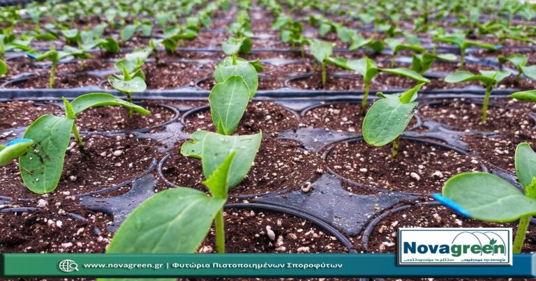 Σπορόφυτα Αγγούρι Μακρύ σε 224 Θέσεων | 16 Ημερών (31 Ιαν 2019)