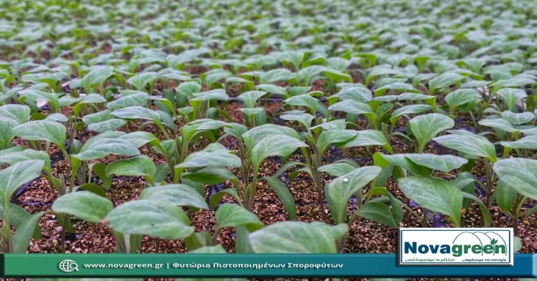 Σπορόφυτα Μελιτζάνα Λαγκαδά σε 224 Θέσεων | 37 Ημερών (01 Φεβ 2019)