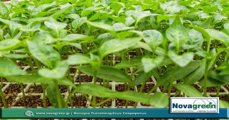 Σπορόφυτα Πιπεριά Τηγάνι σε 378 Θέσεων | 42 Ημερών (02 Φεβ 2019)