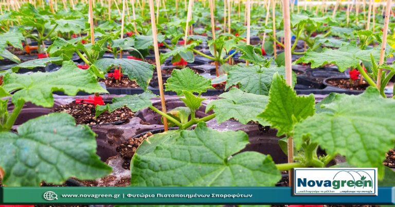 Σπορόφυτα Αγγούρι Μακρύ Εμβολιασμένο σε Γλαστράκι Φ9 | 35 Ημερών (03 Φεβ 2019)