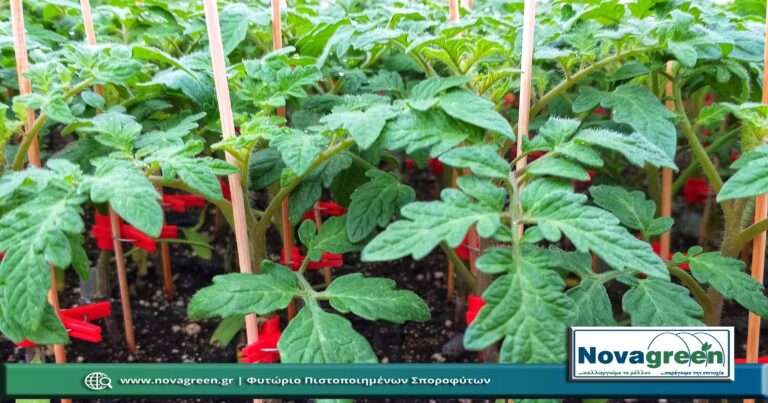 Σπορόφυτα Ντομάτα Θερμοκηπίου Εμβολιασμένη σε 56 Θέσεων | 40 Ημερών (04 Φεβ 2019)