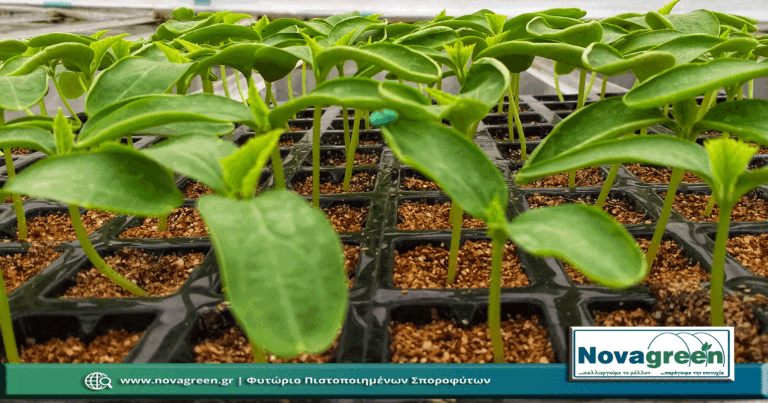 Σπορόφυτα Αγγούρι Μακρύ σε 90 Θέσεων | 9 Ημερών (20 Δεκ 2018)