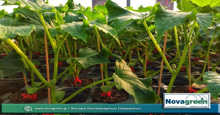 Σπορόφυτα Αγγούρι Μακρύ σε Γλαστράκι Φ9 | 50 Ημερών (06 Φεβ 2019)