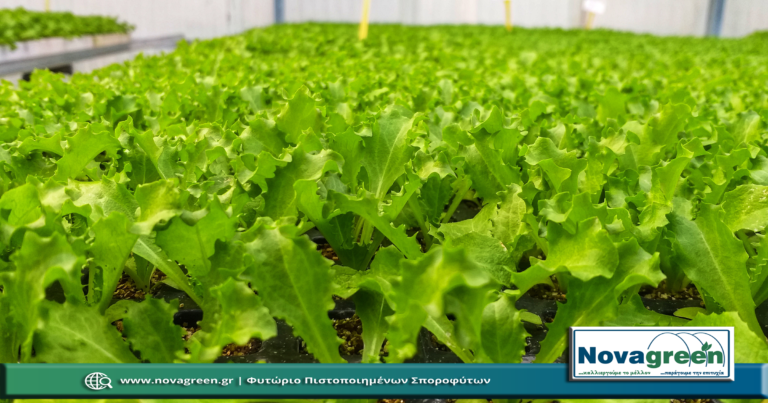 Σπορόφυτα Αντίδι σε 224Θ | 38 Ημερών (12 Δεκ 2018)