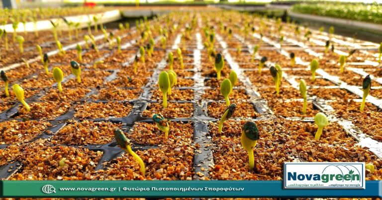 Σπορόφυτα Καρπούζι Οβάλ σε 132 Θέσεων | 7 Ημερών (05 Φεβ 2019)
