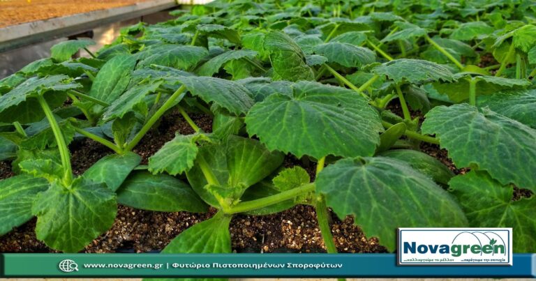 Σπορόφυτα Κολοκύθι σε 56 Θέσεων | 30 Ημερών (07 Φεβ 2019)