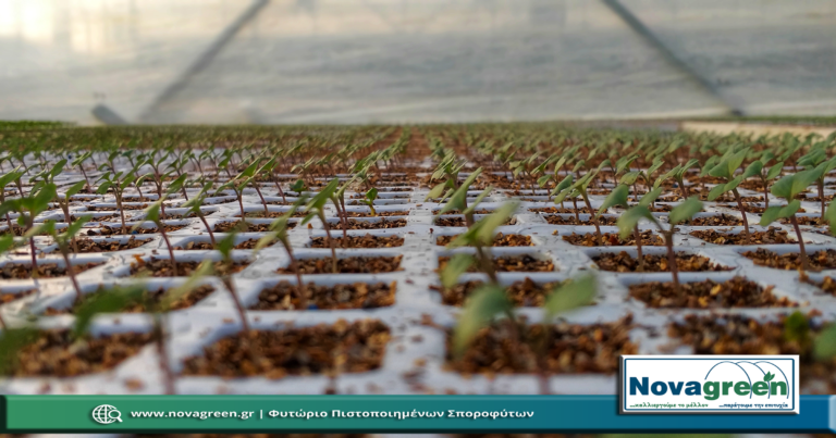 Σπορόφυτα Λάχανο σε 224 Θέσεων | 7 Ημερών (09 Δεκ 2018)