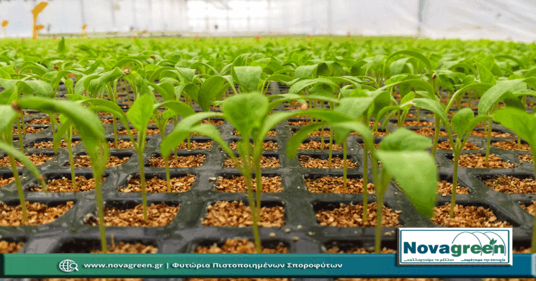 Σπορόφυτα Μελιτζάνα Λαγκαδά σε 224 Θέσεων | 27 Ημερών (19 Δεκ 2018)