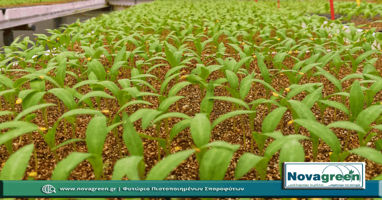 Σπορόφυτα Μελιτζάνα Λαγκαδά σε 378 Θέσεων | 21 Ημερών (18 Δεκ 2018)
