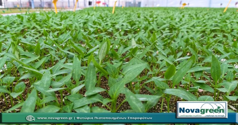 Σπορόφυτα Πιπεριά Κόκκινη Γεμιστή σε 378 Θέσεων | 32 Ημερών (25 Δεκ 2018)