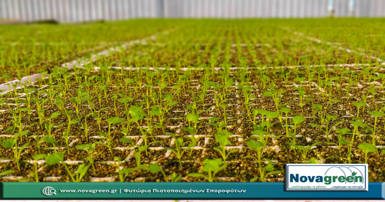 Σπορόφυτα Σελινόριζα σε 378 Θέσεων | 30 Ημερών (05 Δεκ 2018)