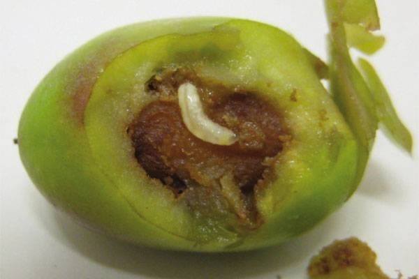 Δάκος Ελιάς (Bactrocera oleae)