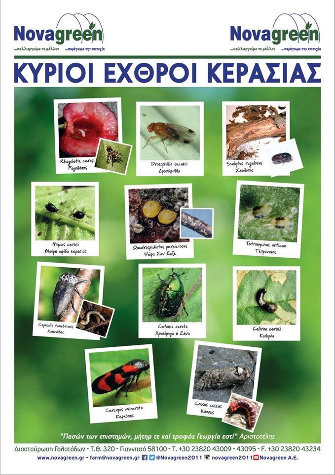 Κύριοι εντομολογικοί εχθροί της κερασιάς