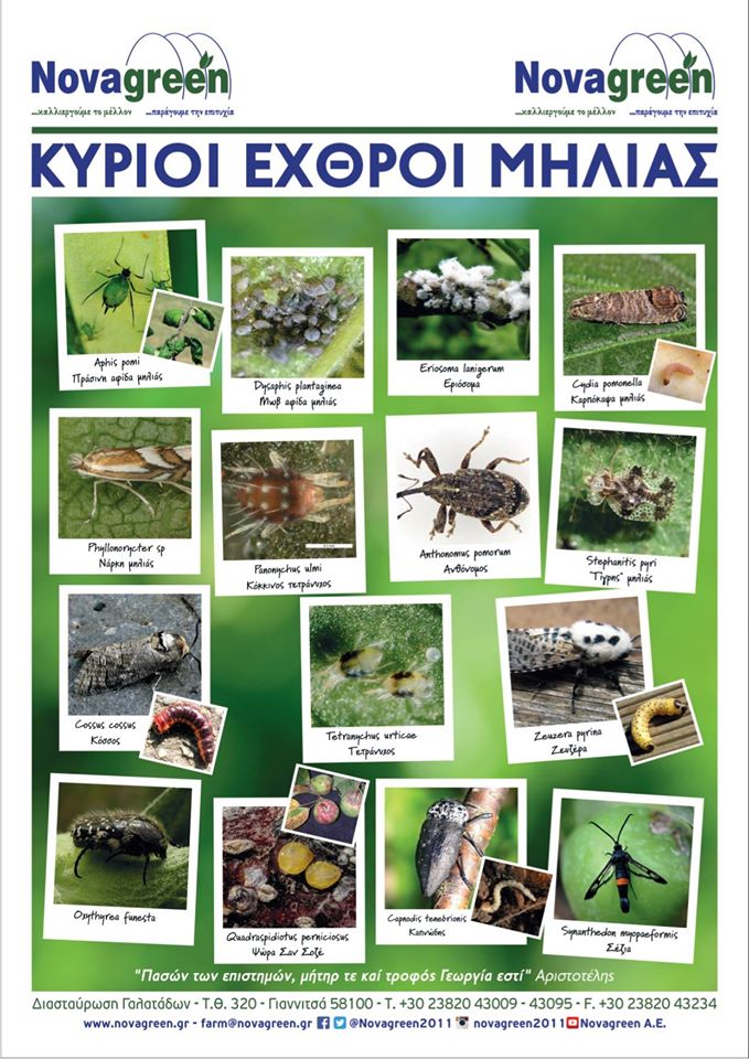 Κύριοι εντομολογικοί εχθροί της μηλιάς