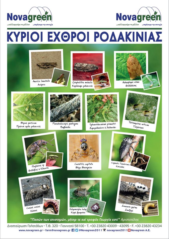 Κύριοι εντομολογικοί εχθροί της ροδακινιας
