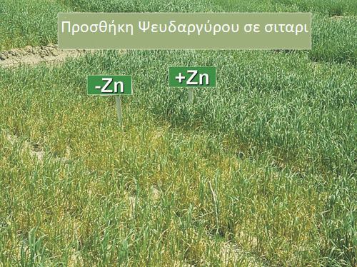 Οδηγίες για τη Βασική Λίπανση χειμερινών σιτηρών