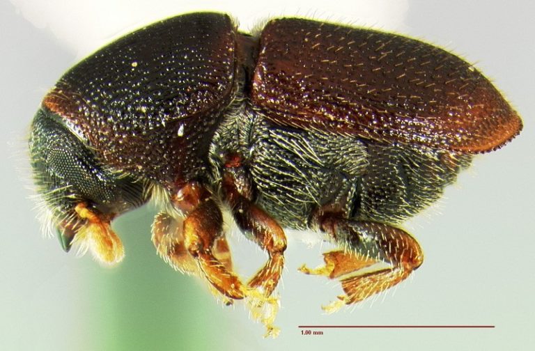 Σκολύτης κερασιάς (Scolytus rugulosus)
